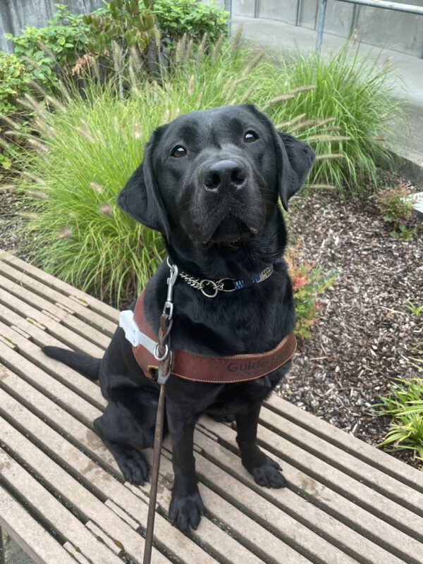 Gina (a black labrador retriever) sits on a bench on the Oregon campus. She is wearing a guide dog harness and looking up at the camera. There is no handle on her harness as she has just been introduced to the guide dog harness! Behind her is a planter with various greenery.