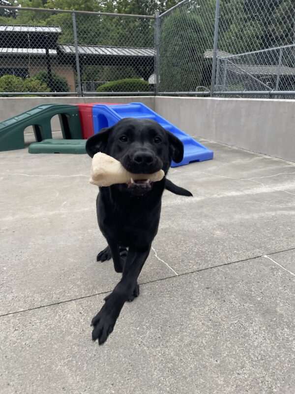 Gina playing in community run on the Oregon campus. She is running towards the camera happily while holding a Nylabone in her mouth. Her ears are flapping out to the sides as she bounds around. Behind her is various colorful play equipment and lots of green trees.