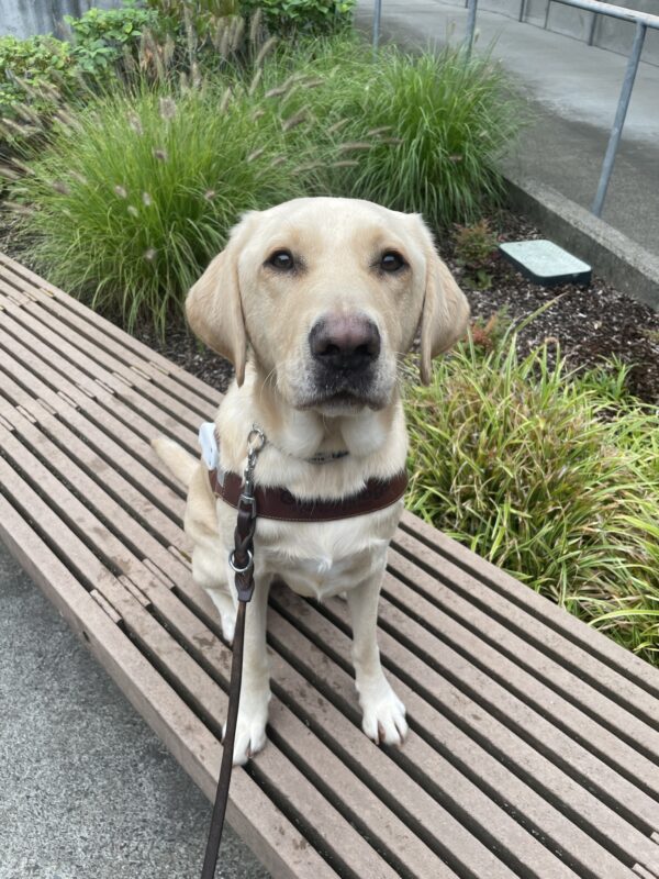 <p>Farley (a yellow Labrador Retriever) sits on a bench on the Oregon campus. He is wearing a guide dog harness and looking up at the camera, with a planter full of greenery in the background. His harness does not have a handle as he has just been introduced to wearing a guide dog harness!</p>