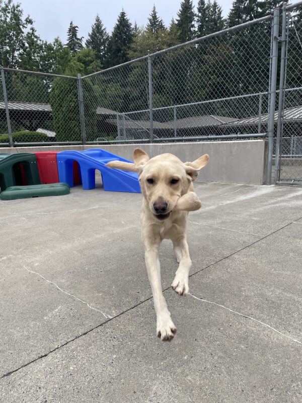 Farley playing in community run on the Oregon campus. He is running towards the camera while holding a Nylabone in his mouth, with his ears flying up behind him.