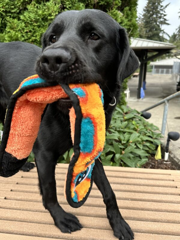Fiori, a female black lab, stands on a wooden bench on our Oregon campus. She holds a bright orange stuffed snake-type toy and looks at the camera, in the middle of wagging her tail. Green foliage and buildings make up the background.