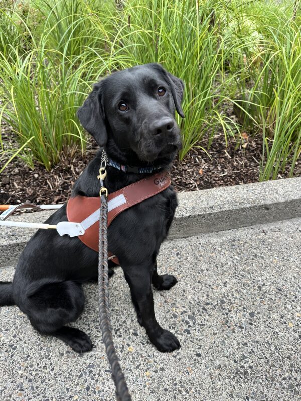 Fiori, a female black lab, sits in her GDB harness on a sidewalk. She looks at the camera with a serious expression, with green foliage making up the background.