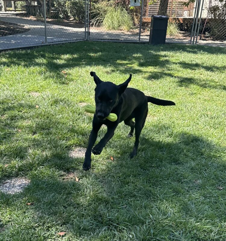 Carly playing in a grass yard with a yellow west paw toy in her mouth. She is in mid jump with her ears flopping in the air.