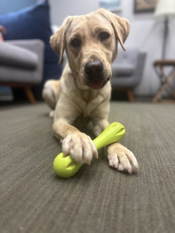 Emma lying down with a west paw toy resting on her foot. Emma is look straight at the camera with her mouth open and her tongue slightly sticking out.