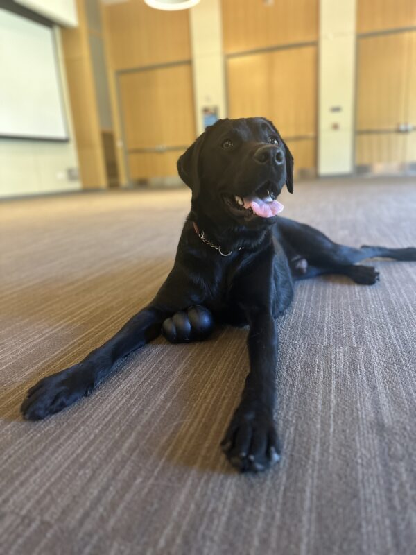 Steiner lying down with his mouth open and staring at the camera. There is a Kong lying between his legs.