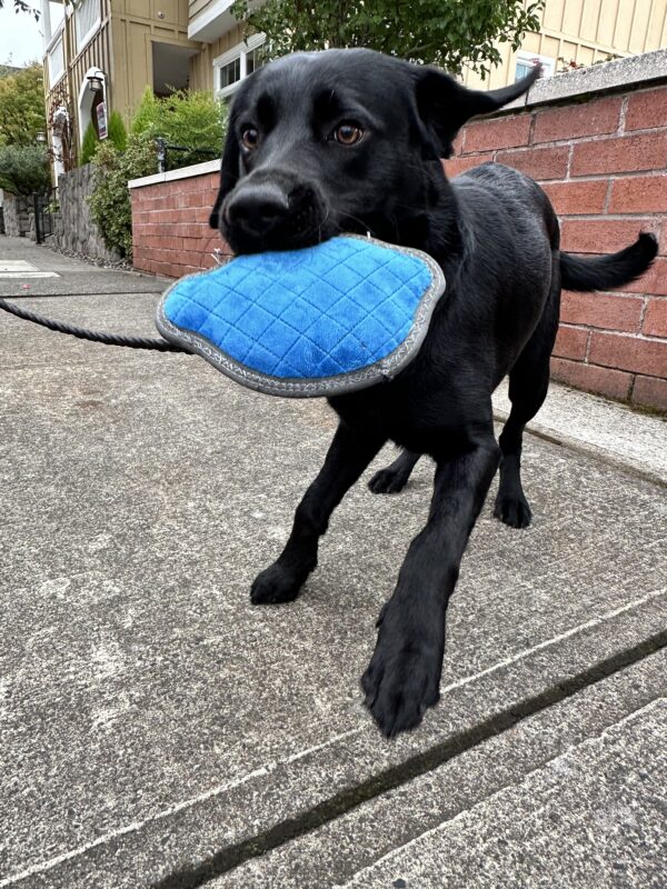 Fumiko, a female black lab, stands on a sidewalk holding a blue stuffed toy in her mouth. Her eyes are wide with excitement and she is mid-stride, likely playing with her off-camera trainer. A residential building is in the background.