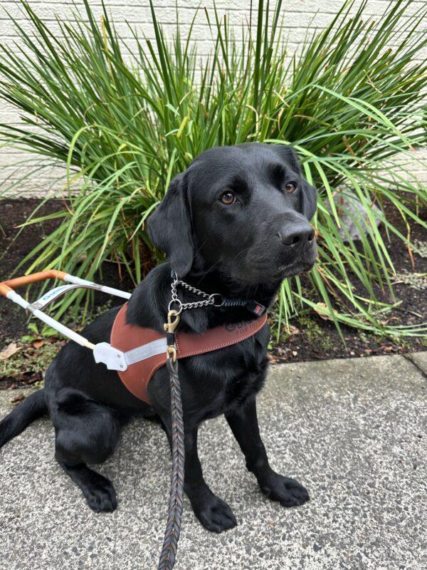 Fumiko, a female black lab, sits on a sidewalk in her GDB harness. She looks slightly up and to the side at the camera and wears a stoic expression. A large green plant sprawls in front of a white brick building in the background.