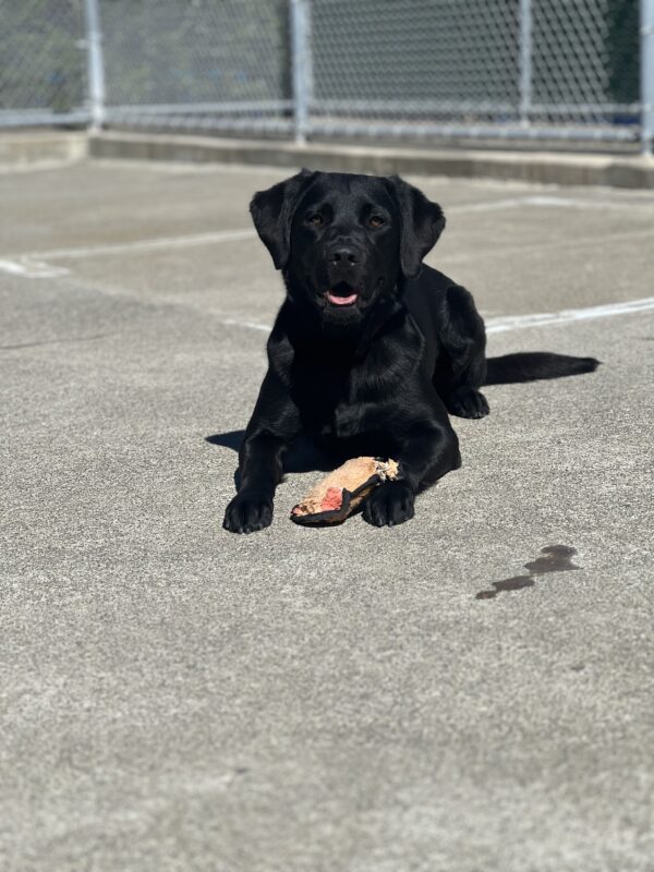 Prima relaxes on a concrete play area. A soft toy is under her.