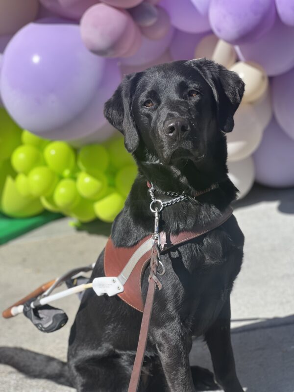 Prima poses in her harness in front of a green and purple balloon arch.