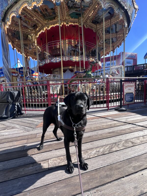 Alistair stands in front of a colorful carousel. He proudly wears his harness.
