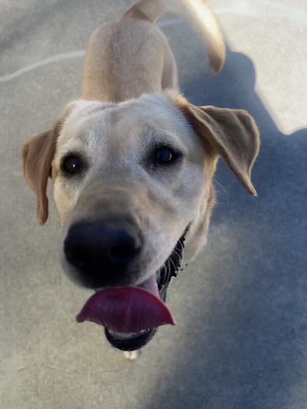 Close up of Tot as she walked up towards the camera. Her tail swayed to the side and she is happy.