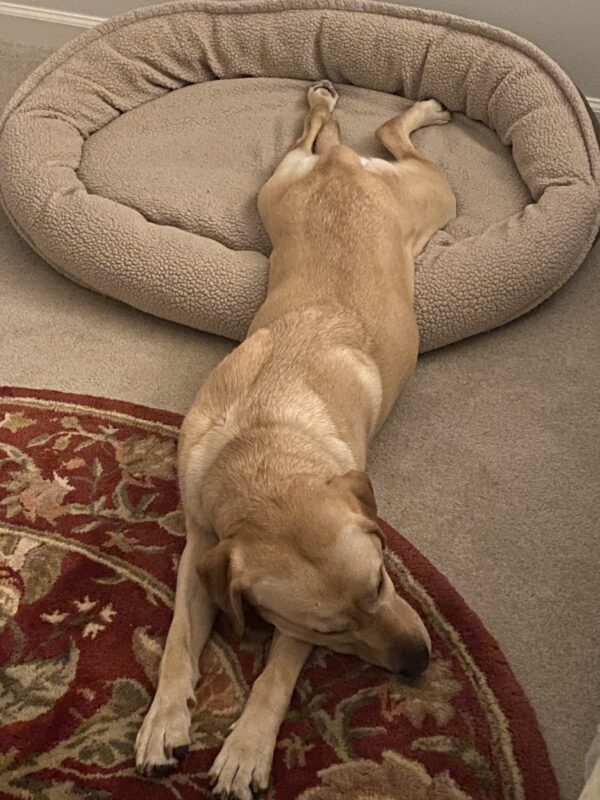 Tot relaxes in a home between work days. She is extended over a soft bed and the a carpeted floor. She is asleep.