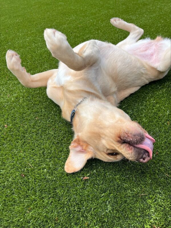 PD: Fatima, (a female, yellow Labrador Retriever) is pictured rolling on her back on some dark green turf. Her ears are flopped out and her tongue is out and curled up around her light pinkish brown nose and the light colored patch on her chest is showing.