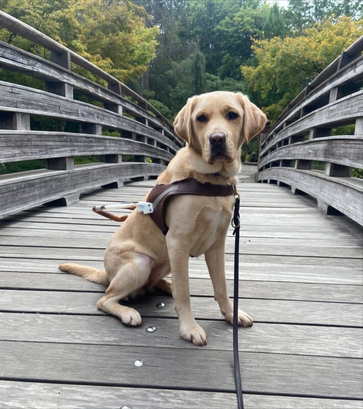 PD: Fatima (a yellow Labrador Retriever female) is pictured sitting in harness facing the camera on a wooden bridge with high slatted wood side rails.