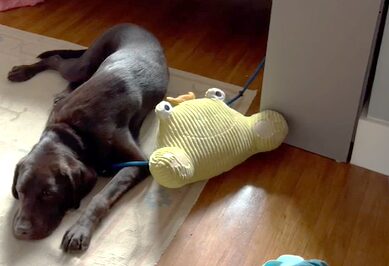<p>Pinecone rests on the rug in his foster family's home. There is a large frog-shaped pillow on the floor next to him as he naps.</p>