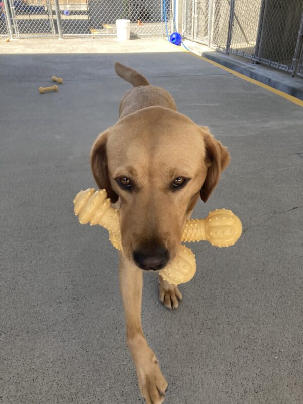 Jovie holds two yellow bones in her mouth and is running towards the camera.
