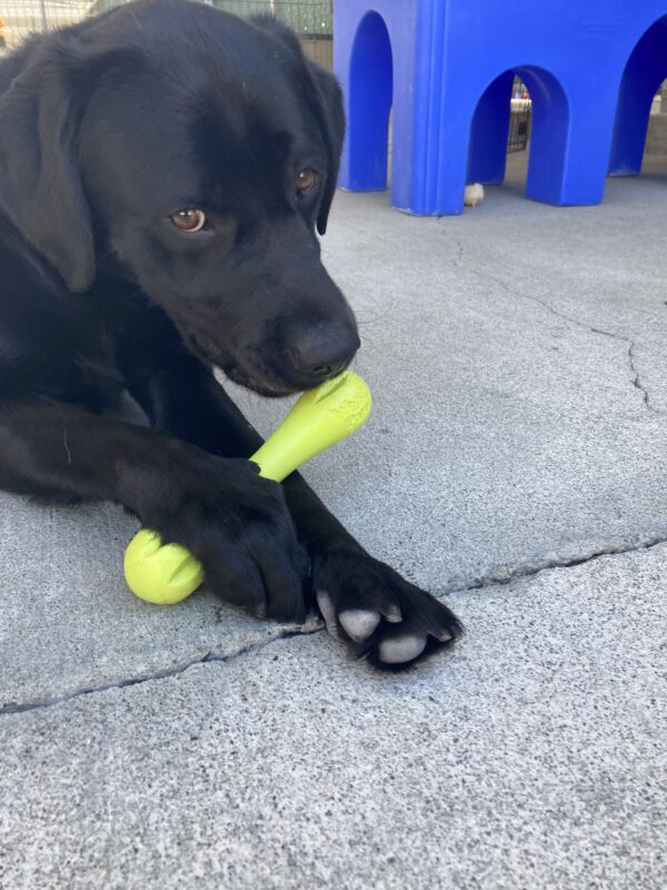 Navarone lays down in community run chewing on a green rubber bone.