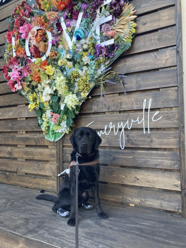 Navarone sits in harness and back booties in front of a colorful heart shaped flower collage.