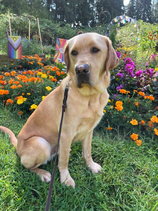 PD: Grant (a male yellow, Labrador Retriever) is pictured sitting in some grass with orange, yellow and magenta flowers and colorfully striped flags in the near background and tall trees in the far background. Grant is sitting in profile facing to the right but looking off to the left of the photographer.