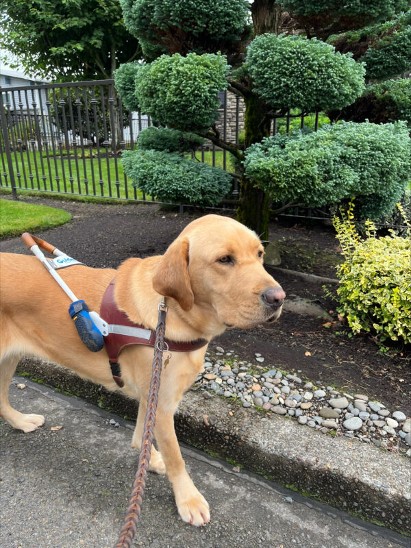 PD: Grant (a male yellow, Labrador Retriever) is pictured walking in harness in the street paralleling a curb. He is in a ¾ profile and is looking straight ahead. On his harness can be seen one blue bootie.  In the background is some very nice landscaping and a wrought iron fence.