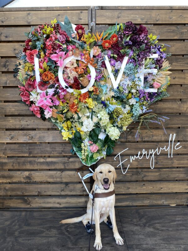 Orson sits in harness in front of a colorful heart shaped flower collage.