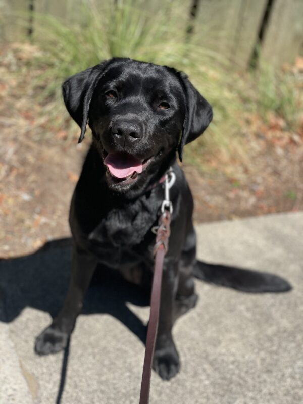 <p>Rosa sits on the sidewalk while out for a walk. She has a relaxed, open-mouthed smile and there is blurred landscaping with wispy green plants in the background.</p>