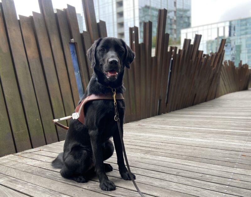 Thorpe, a black, Labrador- golden cross, is wearing his harness, looking on the camera. He is sitting on a board walk in downtown Portland with a wavy, metal sculpture, fence behind him.