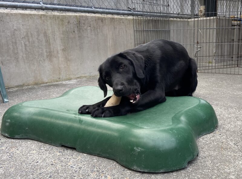 Thorpe is chewing a Nyla-bone while laying on a green plastic bone shaped structure in community run. He is laying on a bone, while chewing a bone.