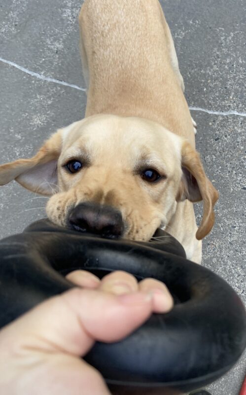 Vulcan, is playing tug with a figure 8 goughnut. The picture is from the handler's perspective.