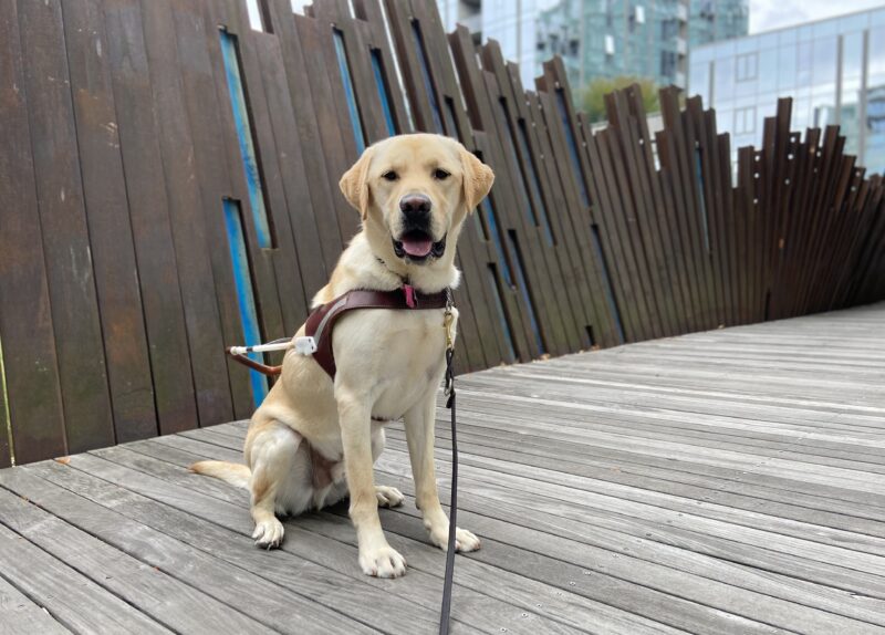 Williams, a yellow, Labrador, retriever is sitting in his harness looking at the camera. He is sitting on a board walk in downtown Portland with a wavy, metal sculpture wall behind him.