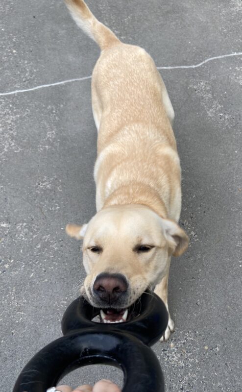 Williams is playing tug with a figure 8, goughnut. The picture is from the handler's perspective.