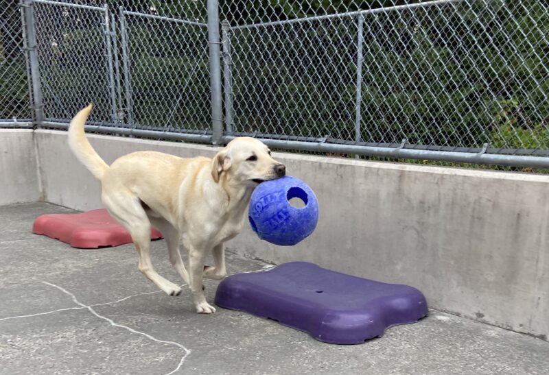 Seamus is running in community run with a blue jolly ball in his mouth. He is in motion and there are colored bone shaped structures in the back ground.