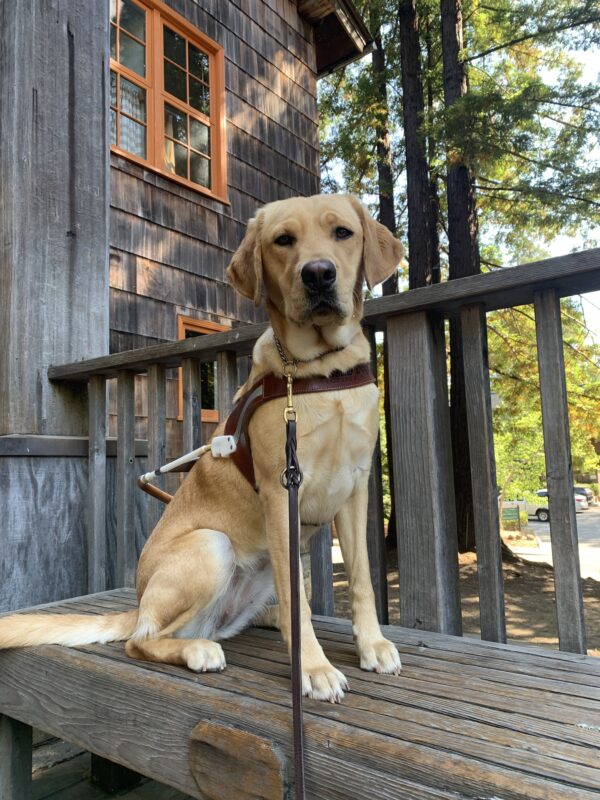 Rubicon sits on a bench wearing her GDB harness. In the background is an older home with wooden shingles and several young redwood trees.