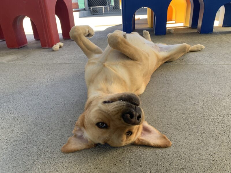 Rubicon lays on her back in a play yard. Her ears are sticking out to each side and her front paws are curled over her chest.
