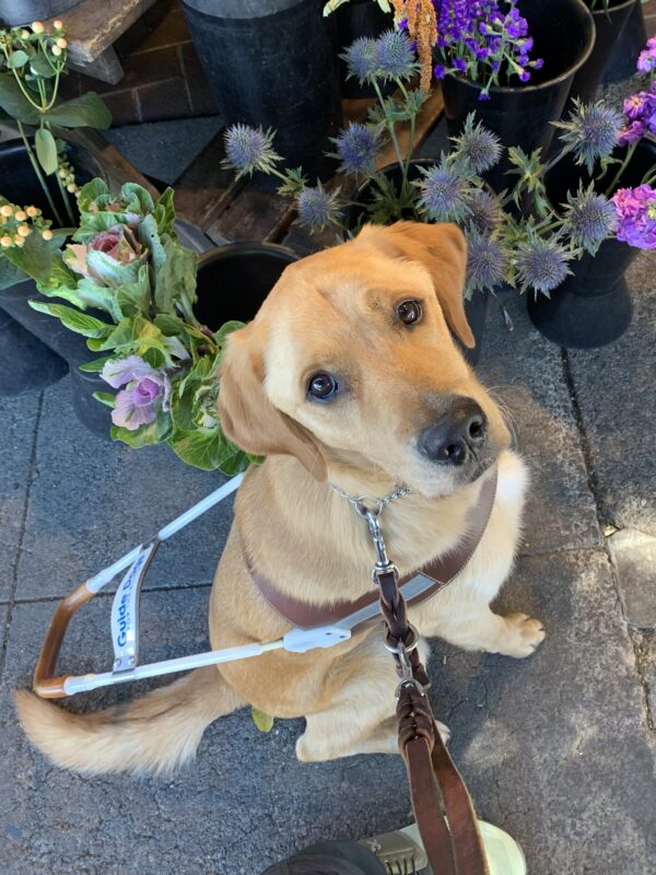 Navi wears his GDB harness while sitting in front of a flower stand looking up at the camera.