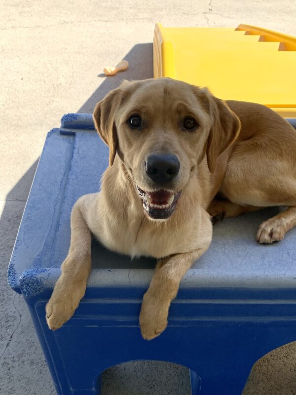 Navi relaxes on a blue play structure while his front paws dangle off the side.