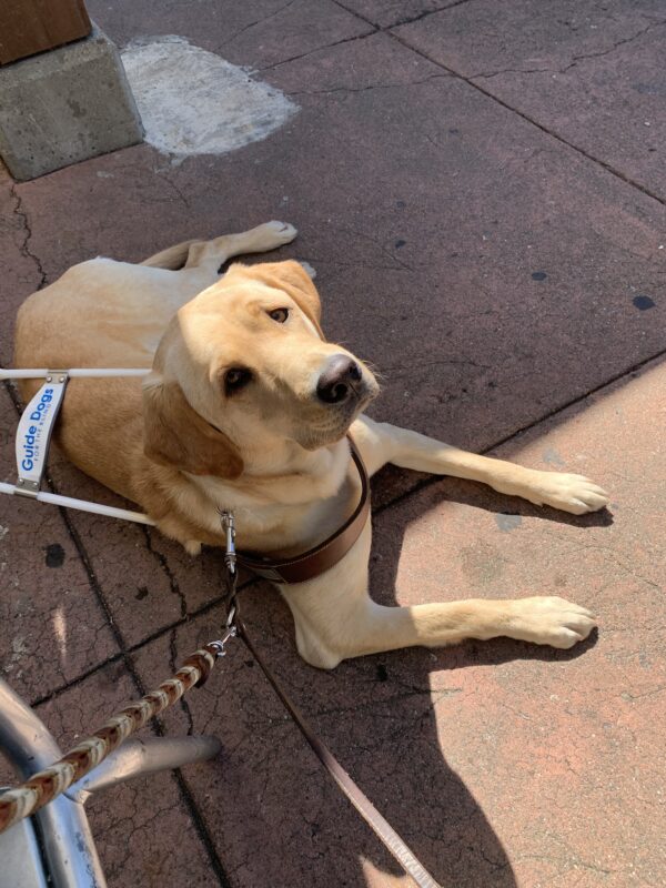 Marsha hangs out in harness on an outdoor patio.