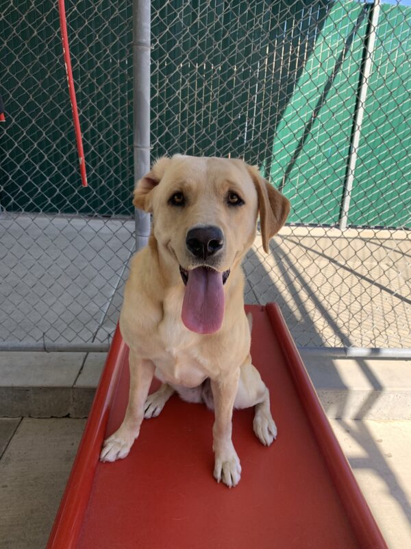 Marsha pauses on a red play structure after a good sprint.  Her tongue is out and one ear is flipped back.