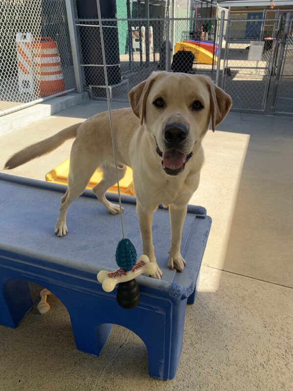 Matt stands on a  blue play structure with a happy and alert expression on his face!