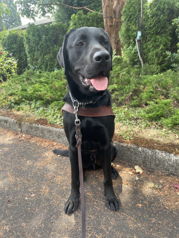 Delgado sits wearing a guide dog harness in a neighborhood in Gresham. Behind him are various green trees and shrubs. His is looking off to the side with his tongue hanging out.