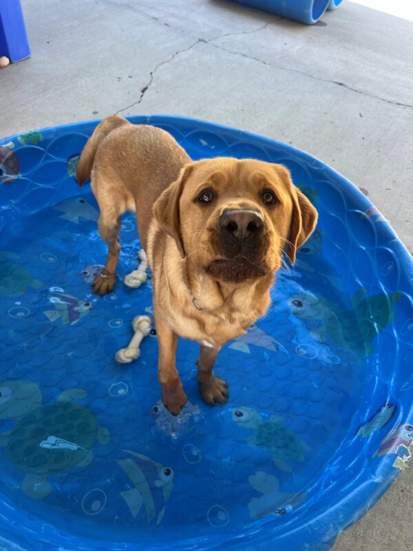 Aiden stands in a kiddy pool with nylabones sitting at the bottom. He looks up into the camera with a silly look on his face.