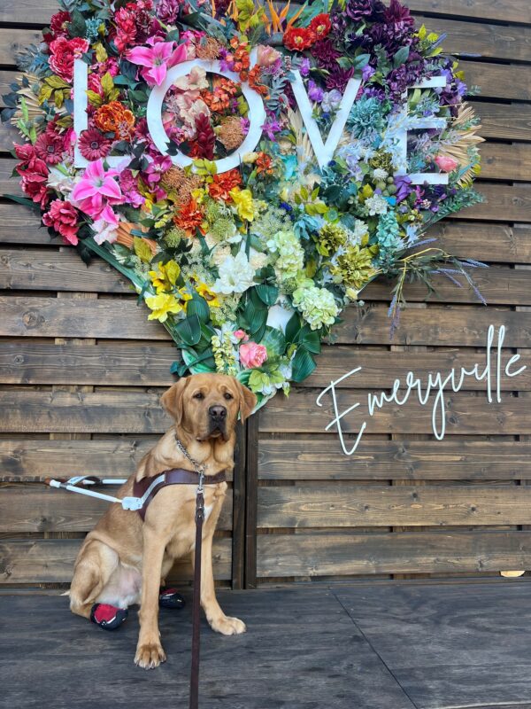 Aiden sits in harness with two red booties on his back feet, he stares past the camera. In the background is a colorful, floral heart with the word 