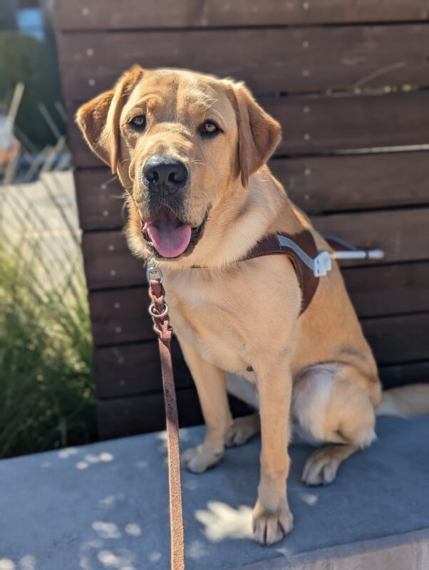 Allegro sits in harness on a low cement wall with a wooden background. The sun is beaming on his face as he smiles for the camera with his mouth open and his tongue slightly out.