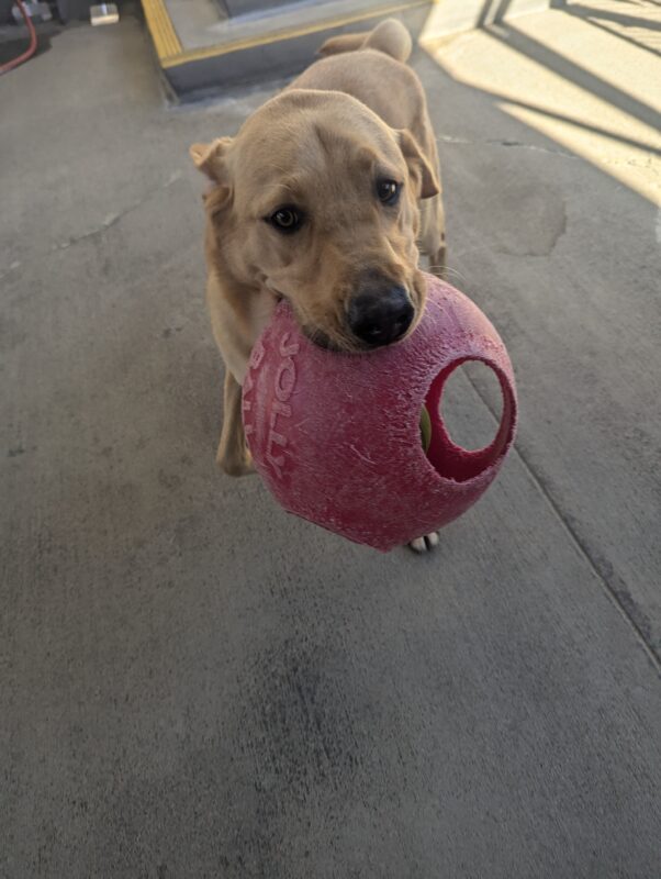 Allegro holds a red Jollyball in his mouth in community run. His ears are pinned back as he’s about to take off zooming with it.