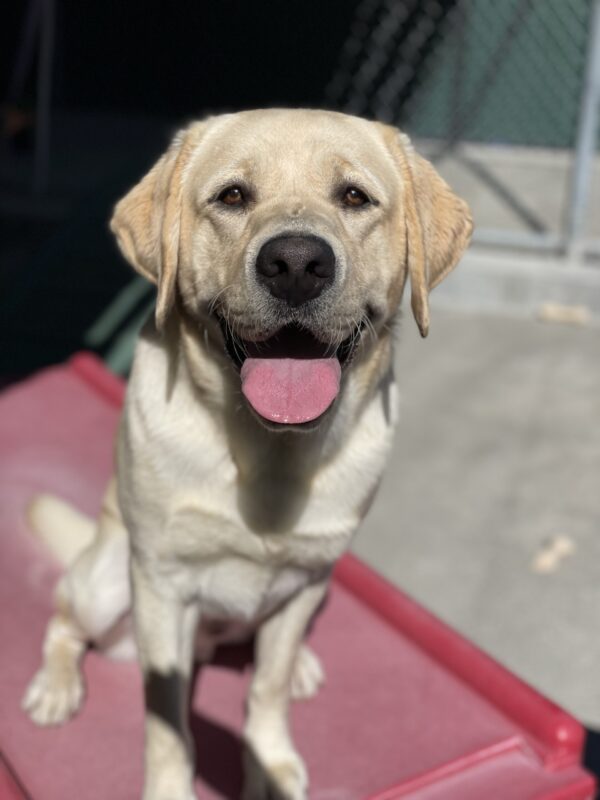 Amalfi sits on a red play structure in community run looking up at the camera with his mouth open.