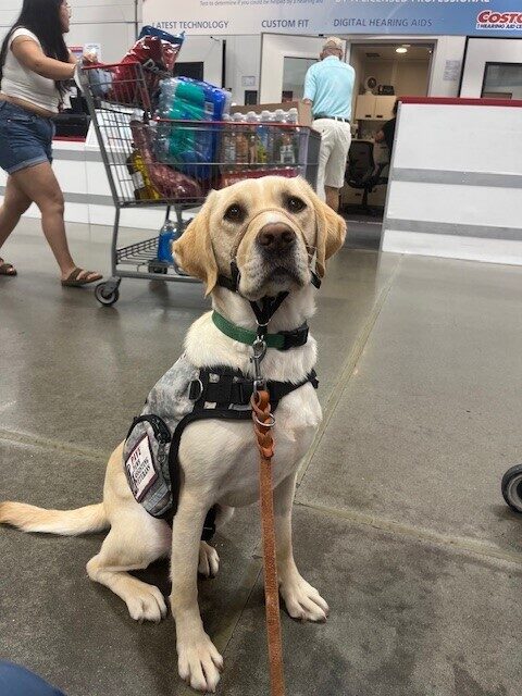Yellow Lab Anders in his service dog vest sitting attentively inside Costco.