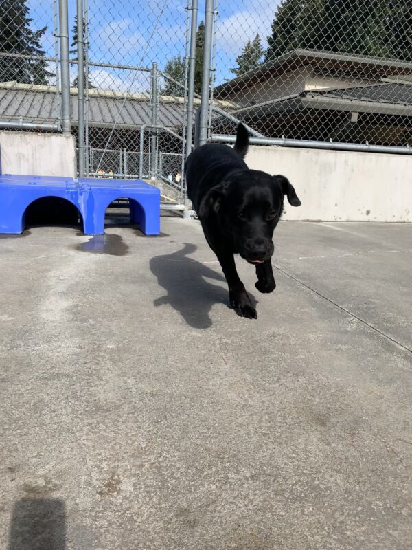 Female black lab