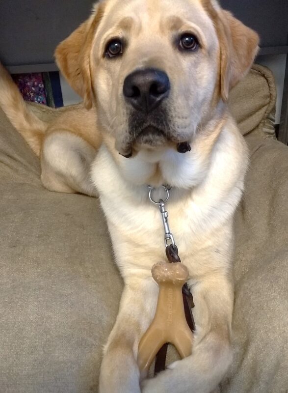 Close up photo of yellow lab Asher laying down facing the camera.  He has a dog bone between his paws.