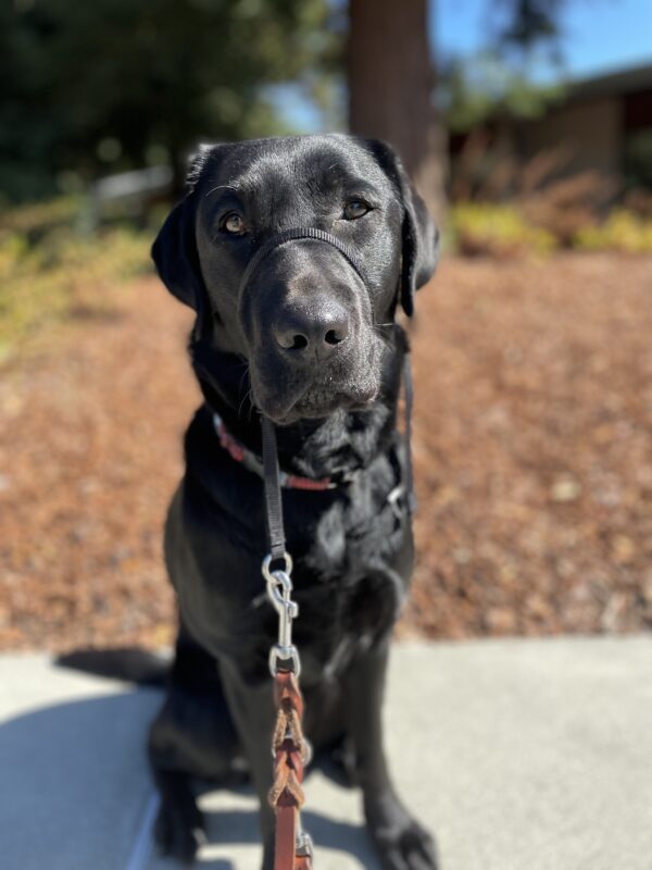 <p>Bailey sits on the sidewalk in the sunshine. She is looking at the camera and there is bark and shrubbery behind her.</p>