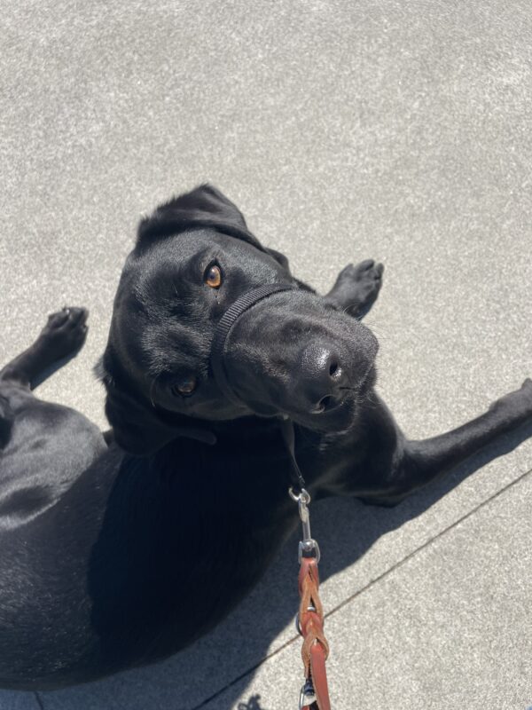 <p>Baliey practices her obedience, performing a beautiful